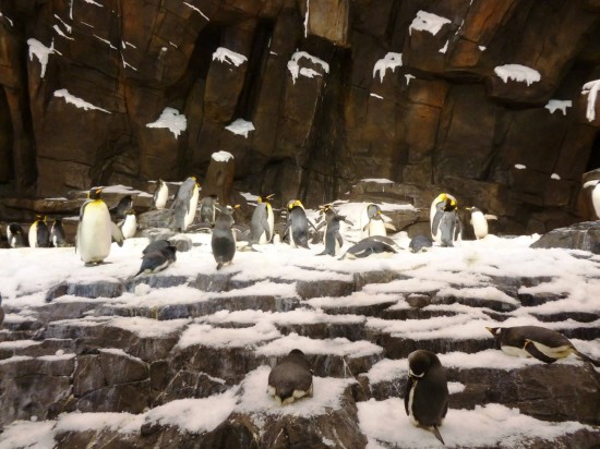 La Antártida de SeaWorld: El imperio del pingüino