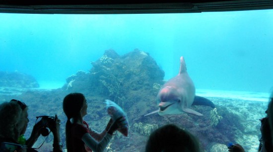 Informe de viaje a SeaWorld Orlando: diciembre de 2013 (encuentros con pingüinos y delfines, espectáculos navideños, oferta de Groupon) [UPDATED]