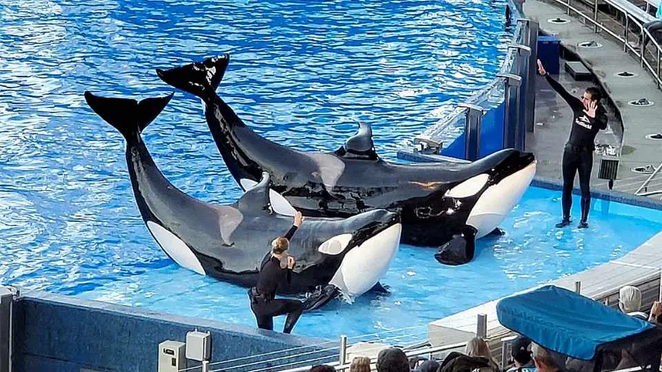 El encuentro con las orcas en SeaWorld Orlando (2023)