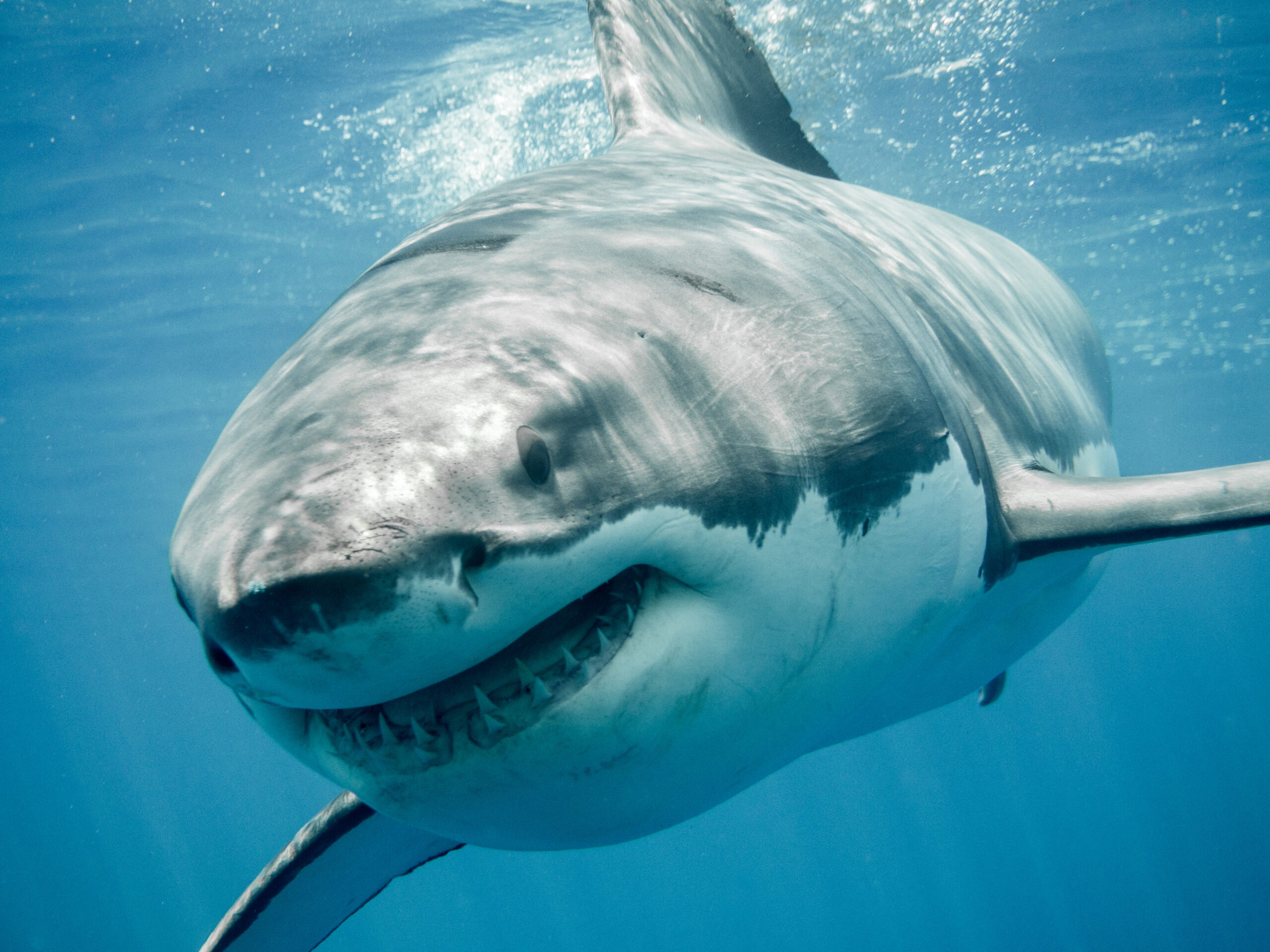 La Semana del Tiburón ya está aquí... ¡Anímate a celebrar con nosotros!