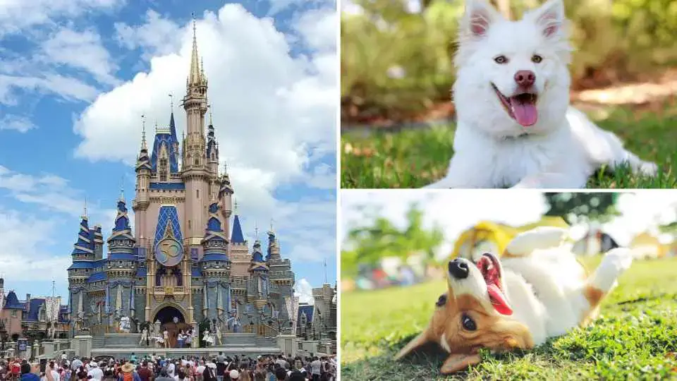 Hoteles en el lugar que admiten mascotas en Walt Disney World (2023)