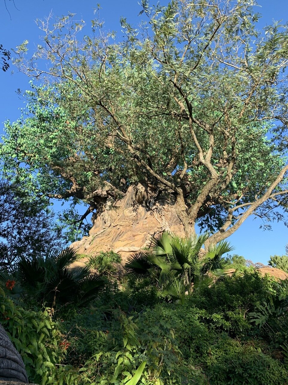 https://www.mousehacking.com/blog/how-to-see-the-tree-of-life-at-animal-kingdom-up-close