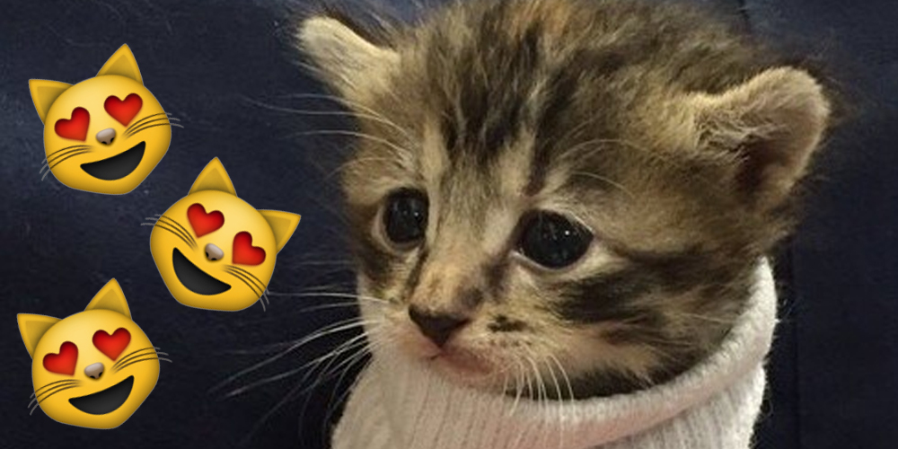 Un pequeño gatito rescatado del huracán Matthew recibe un pequeño suéter tipo calcetín
