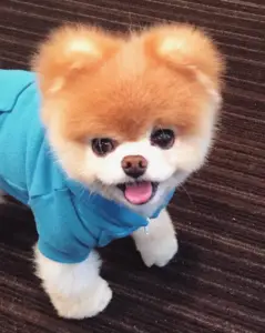 Los 12 perros más famosos de Instagram