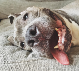 Los 12 perros más famosos de Instagram