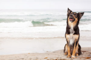 ¿Tienes un lindo cachorro? Tráelo a estas playas lo antes posible