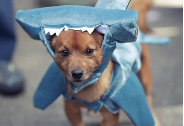 Lindos animales que definitivamente están disfrutando de la Semana del Tiburón