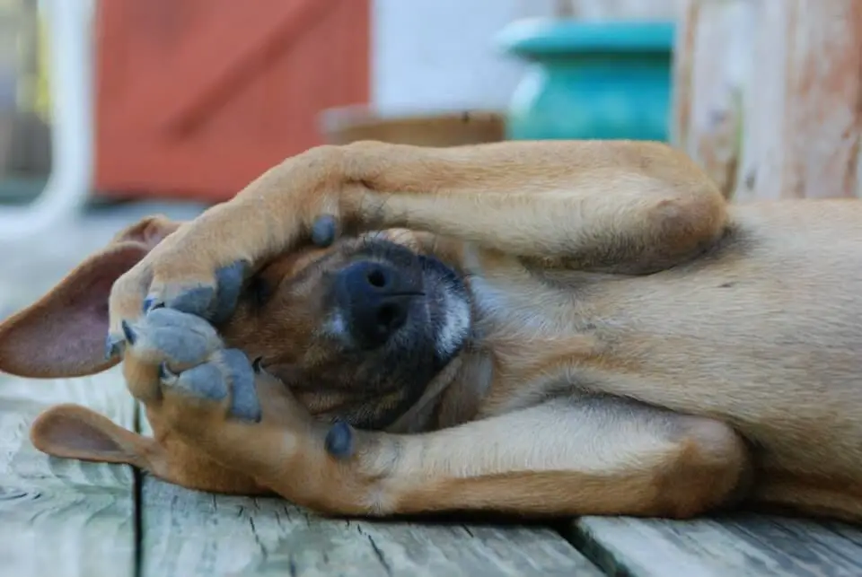 Criaturas caribeñas: cachorros de pastel de las Islas Turcas y Caicos