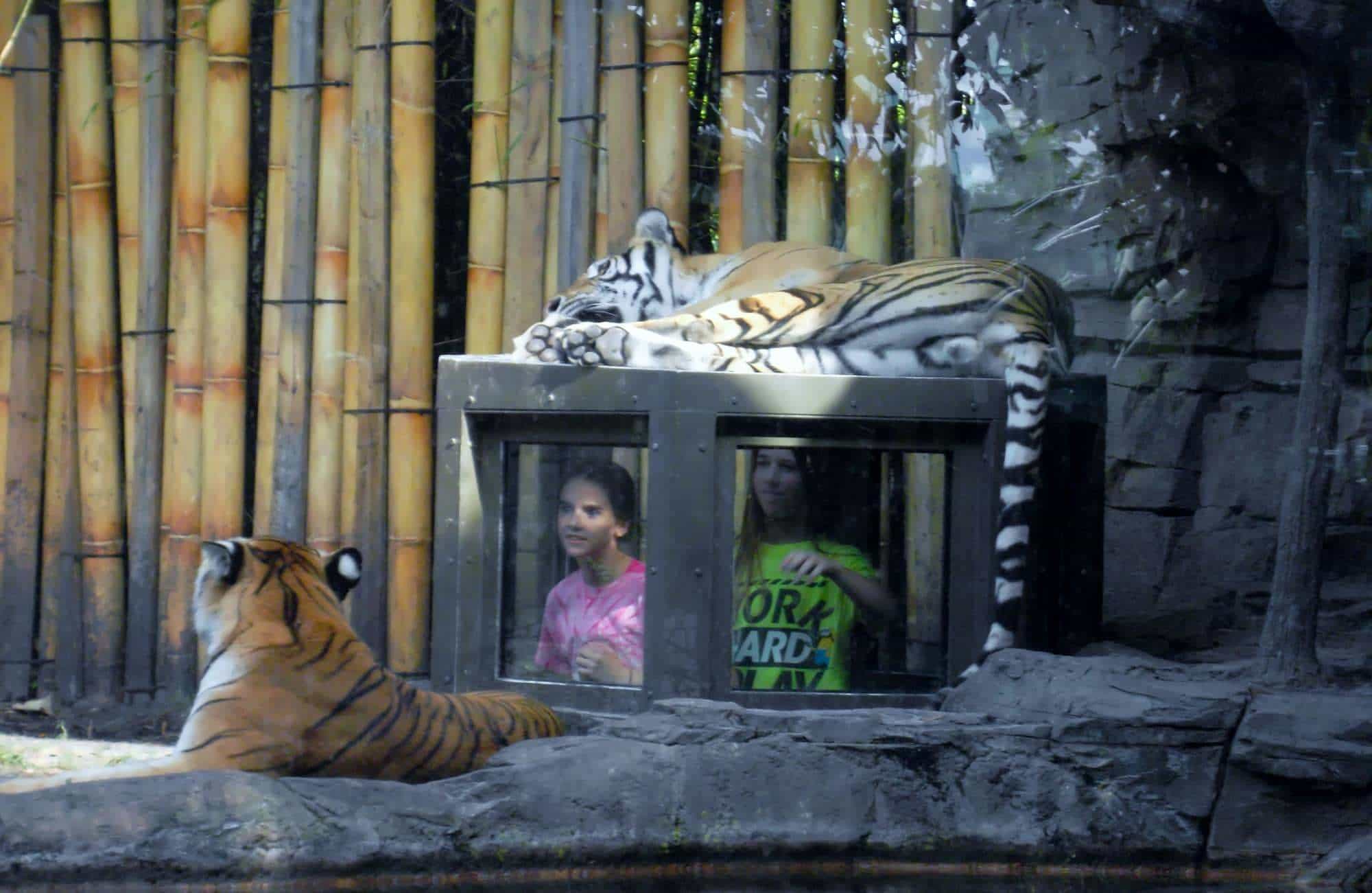 Los 5 mejores encuentros con animales en Busch Gardens Tampa
