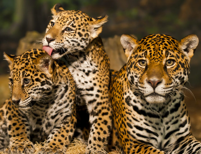Lista de deseos: Centro de Rescate de Jaguares de Costa Rica