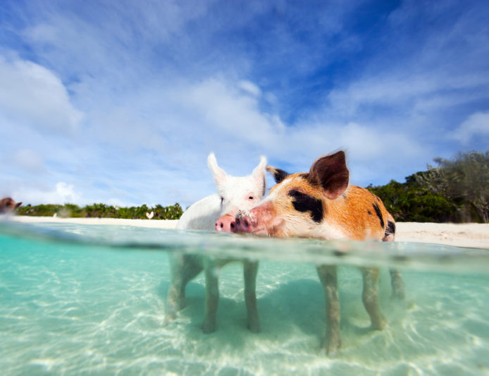 Lista de deseos: nadar con cerdos en las Bahamas