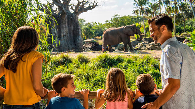 Nueva experiencia de elefante africano 'Caring for Giants' disponible en Animal Kingdom