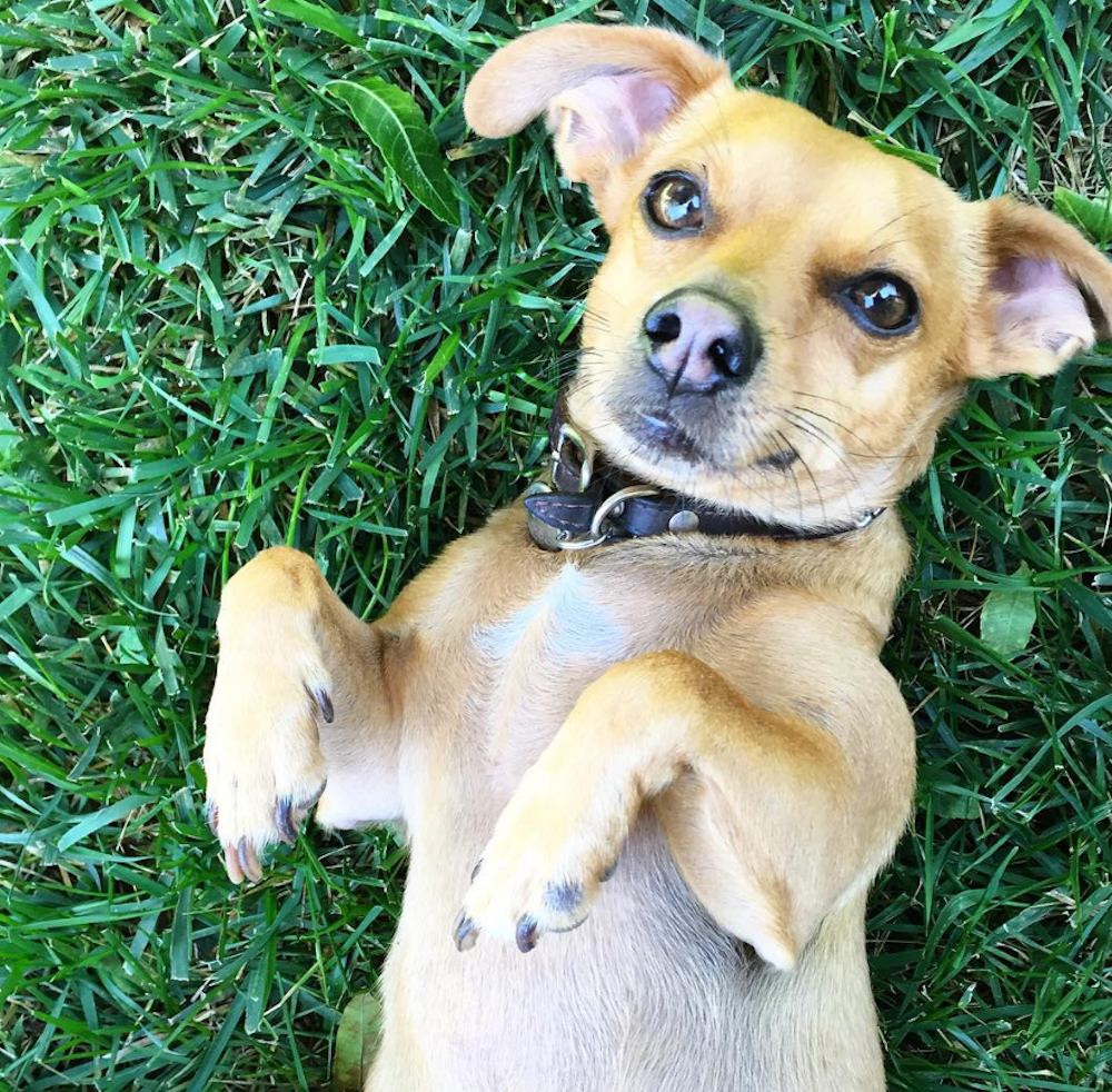 8 mascotas rescatadas que debes seguir en Instagram