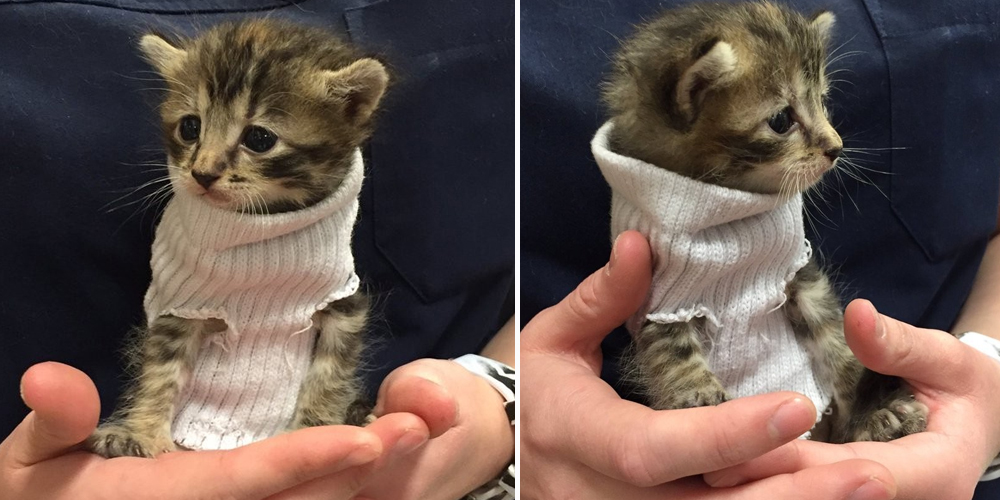 Un pequeño gatito rescatado del huracán Matthew recibe un pequeño suéter tipo calcetín