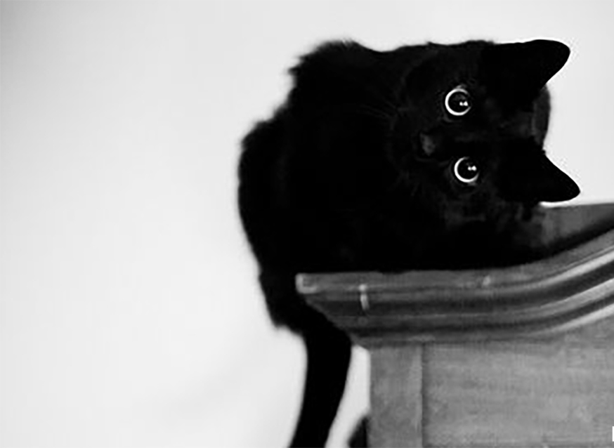 13 gatos negros que te harán olvidar tu superstición