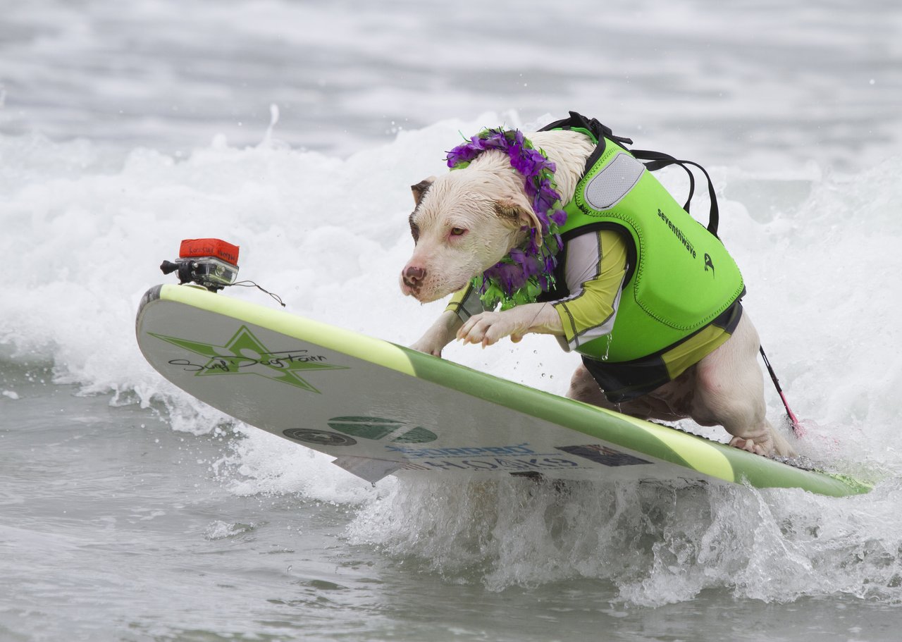 Surf con perros: es algo real