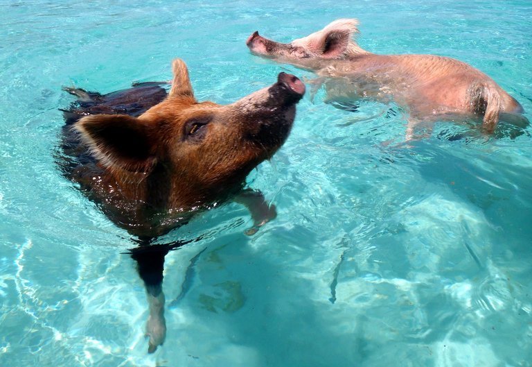 6 animales que no sabías que les encanta nadar