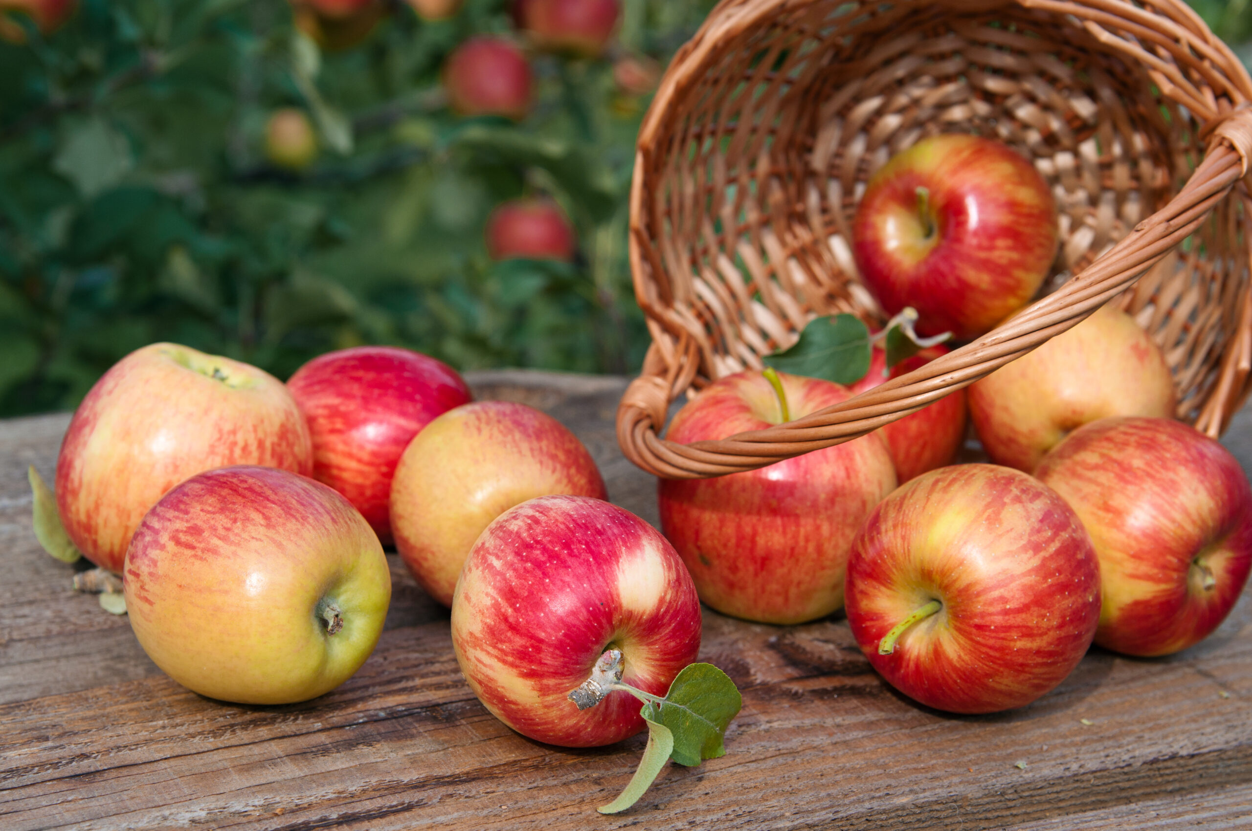 7 recetas para hacer con todas esas manzanas que recogiste el fin de semana pasado