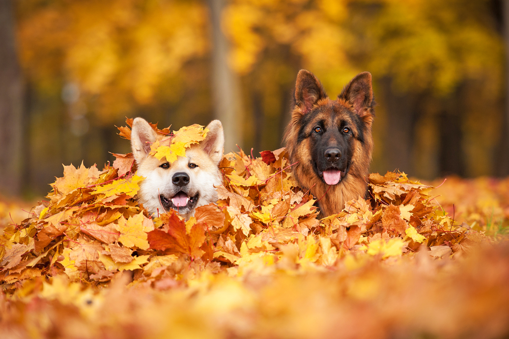 Animales que aman el otoño.