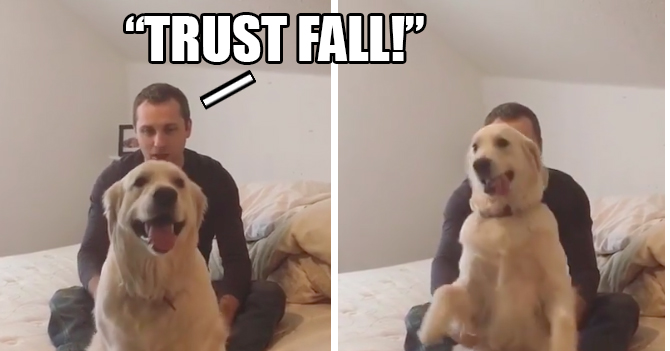 Video: Adorable perro “confía” cuando se le ordena