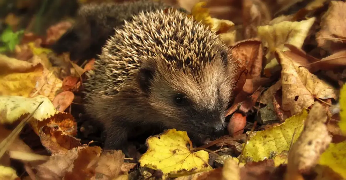 Animales que aman el otoño.