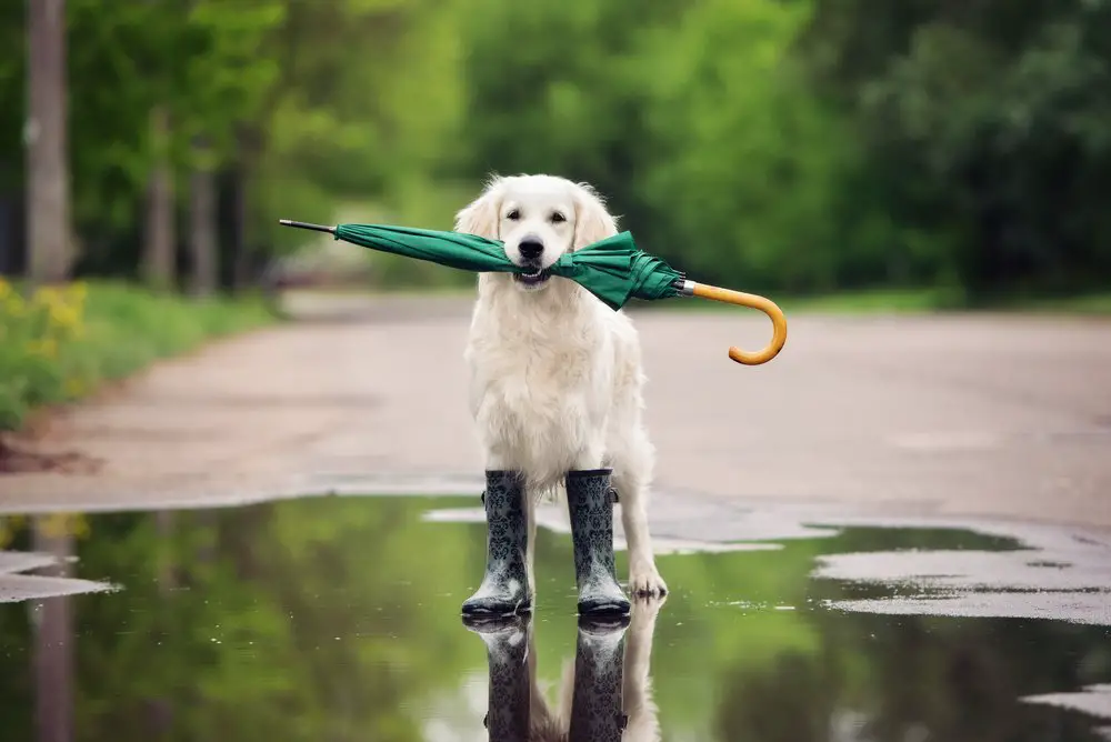 Animales que aman el otoño.