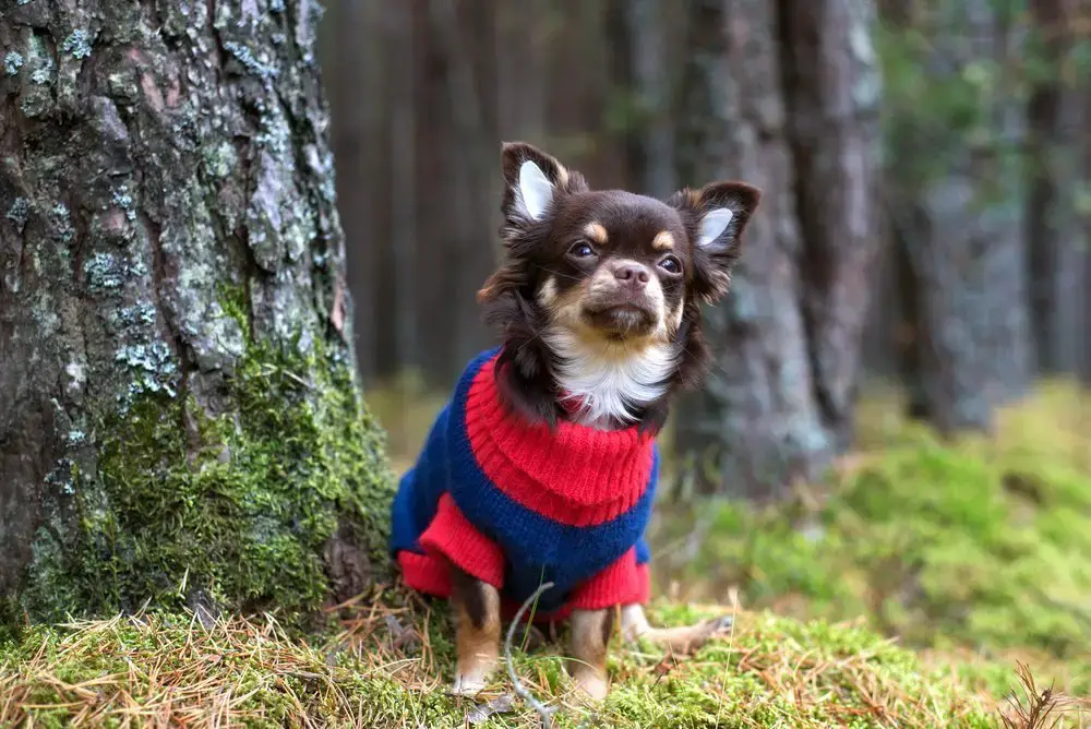 Animales que aman el otoño.