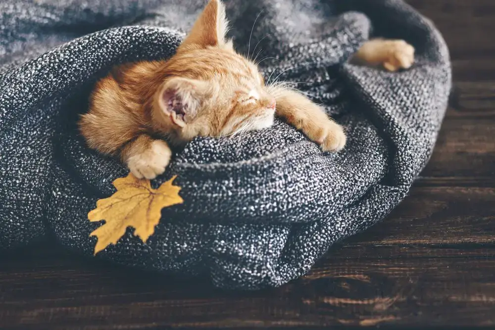 Animales que aman el otoño.