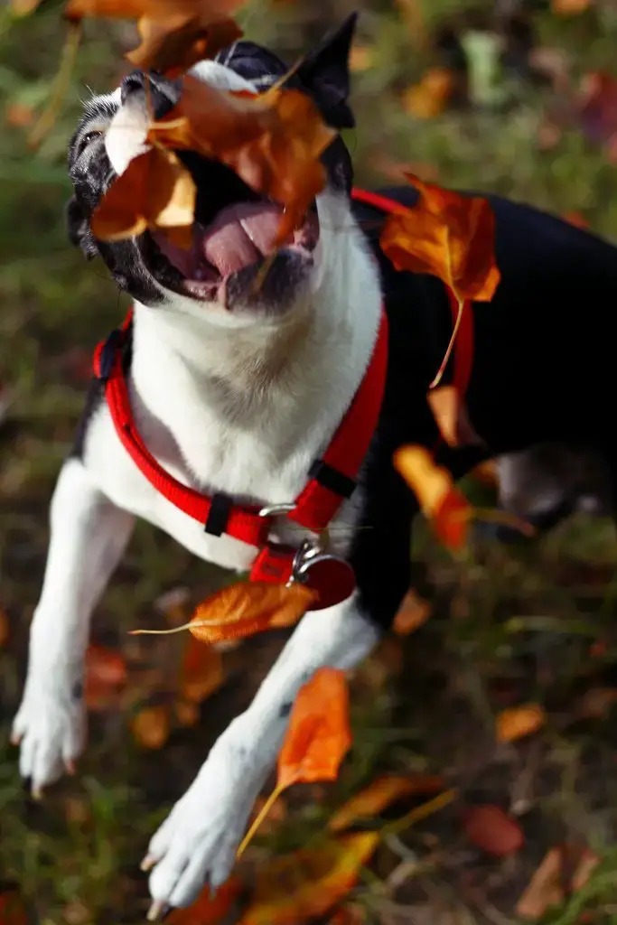 Animales que aman el otoño.