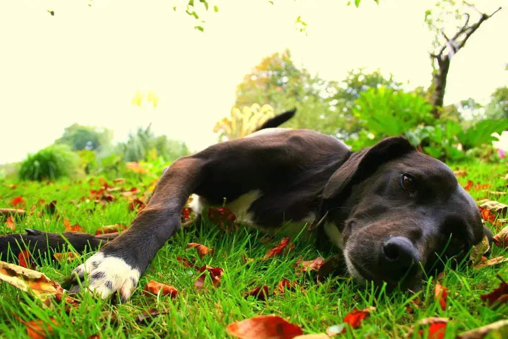 Animales que aman el otoño.