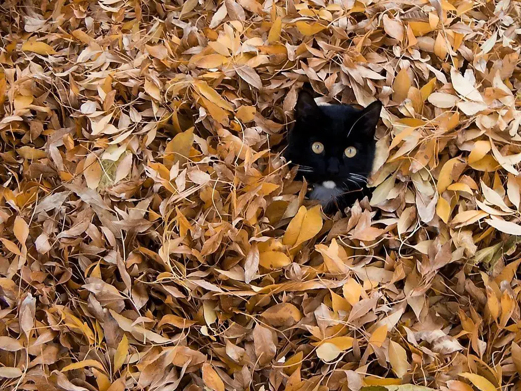 Animales que aman el otoño.