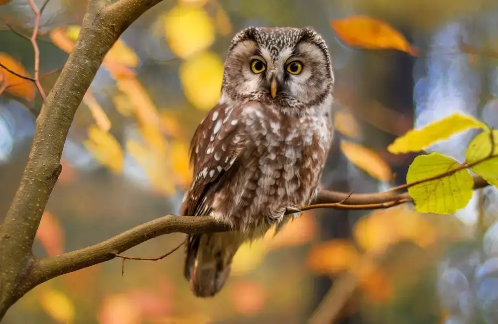 Animales que aman el otoño.