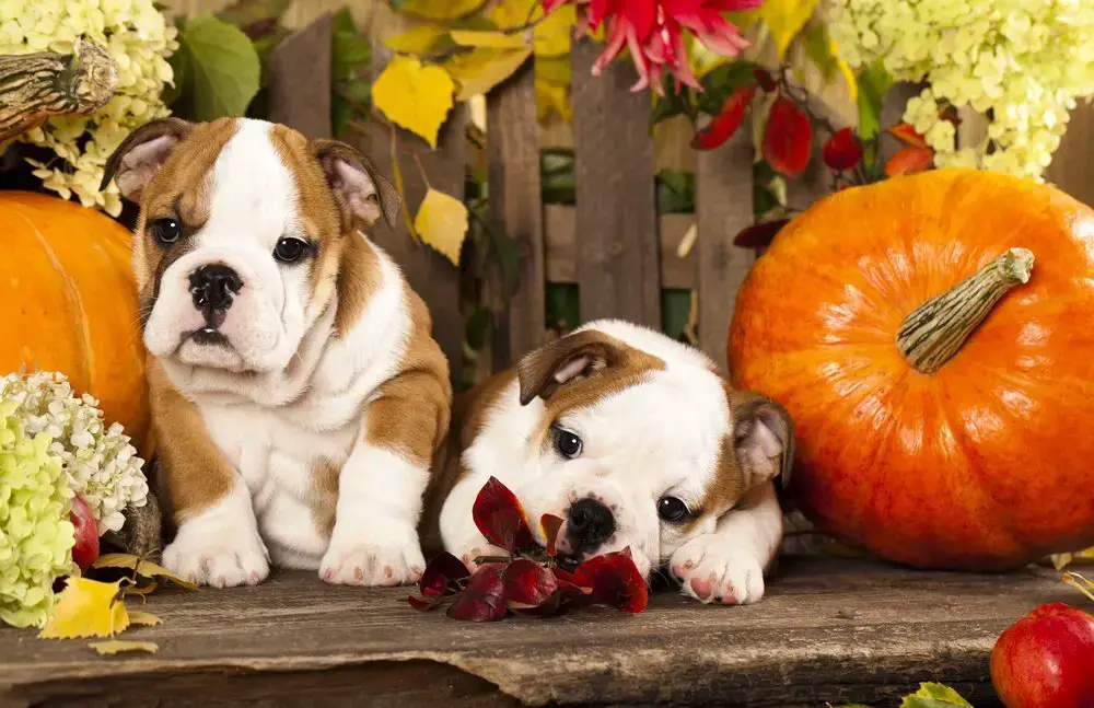 Animales que aman el otoño.