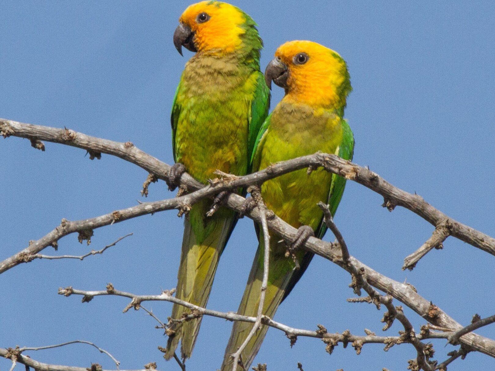 Aves, peces y plantas de Curazao — Cliff Villa