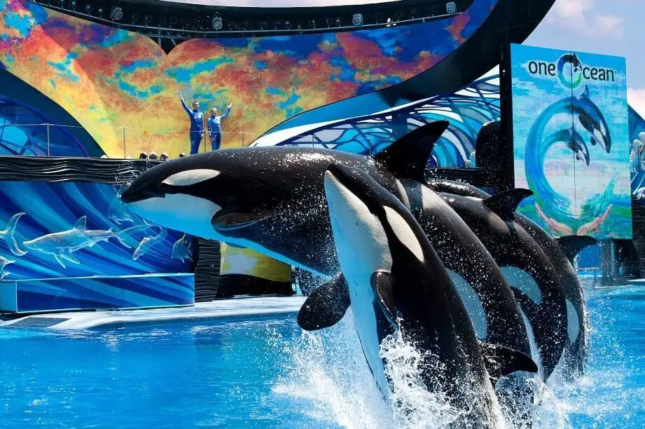 SeaWorld culpa a los brasileños confinados en sus hogares por los problemas de asistencia